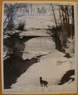 Dog at River in Winter