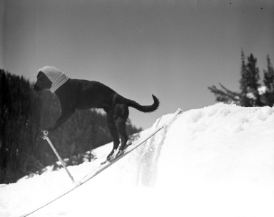 Frostie, the skiing dog.