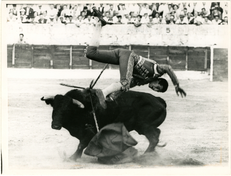 Torero Being Tossed by Bull