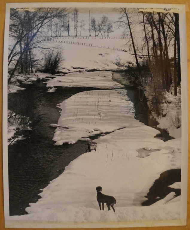 Dog at River in Winter