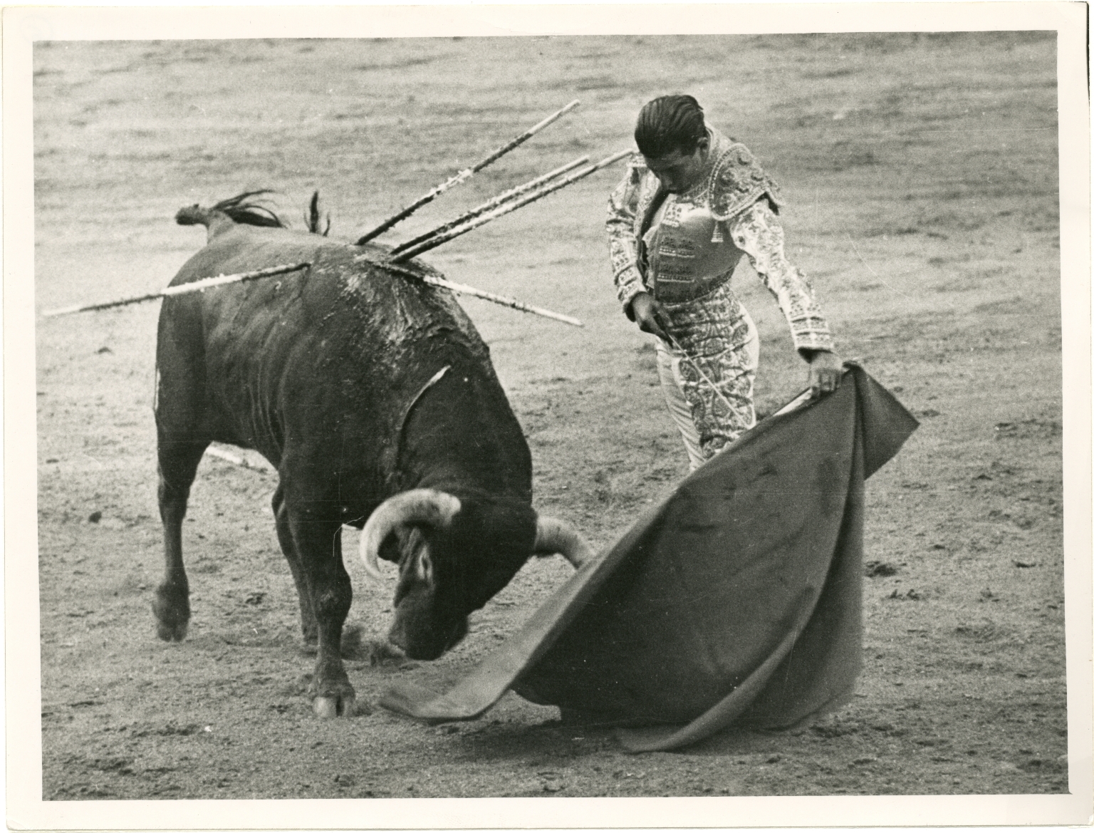 Torero at Bullfight Enticing Bull with Muleta